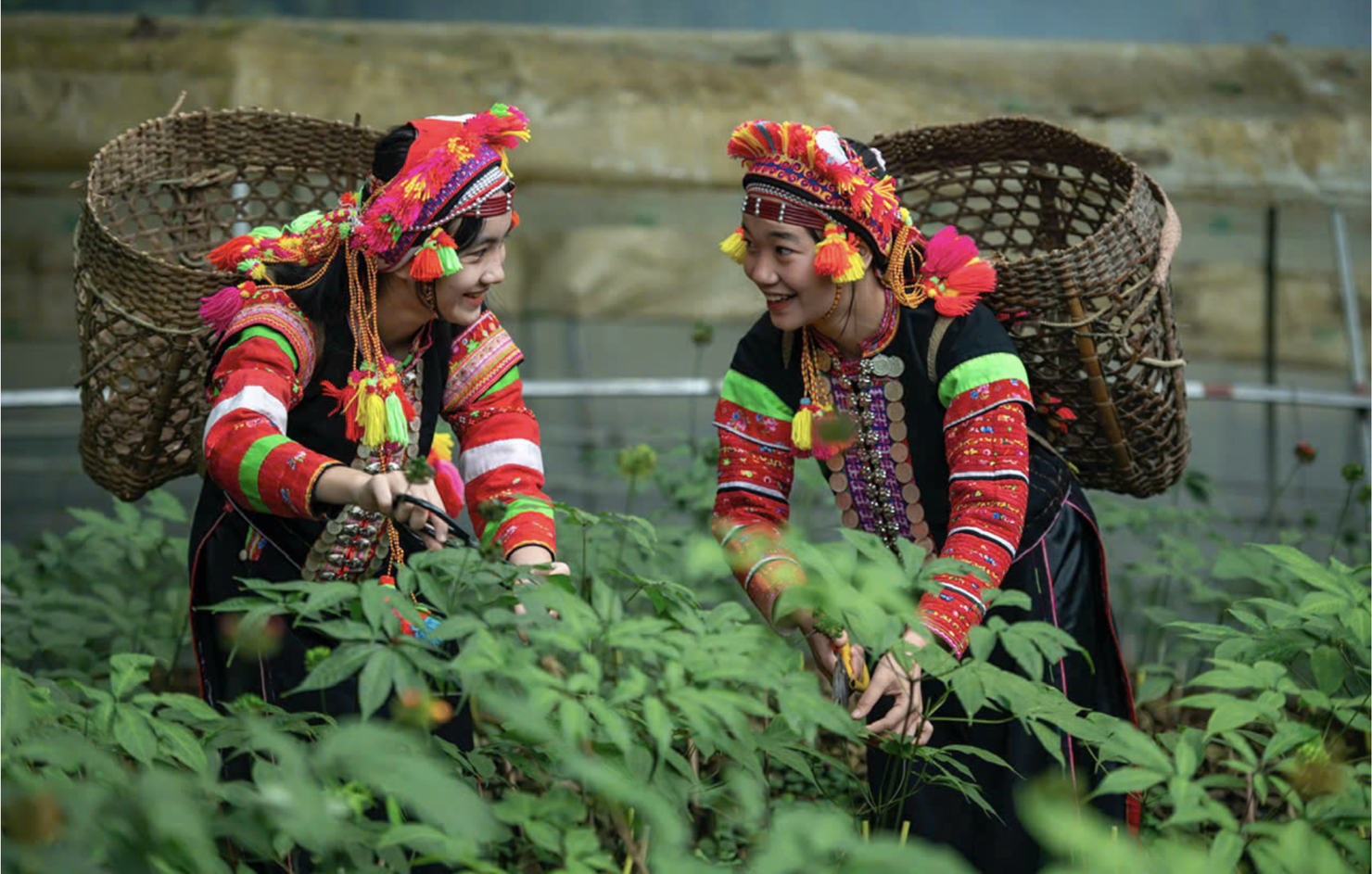 Ngày hội sản phẩm vùng đồng bào dân tộc thiểu số và miền núi phía Bắc sắp diễn ra tại tỉnh Lai Châu hứa hẹn trở thành điểm nhấn trong công tác phát triển kinh tế - xã hội.