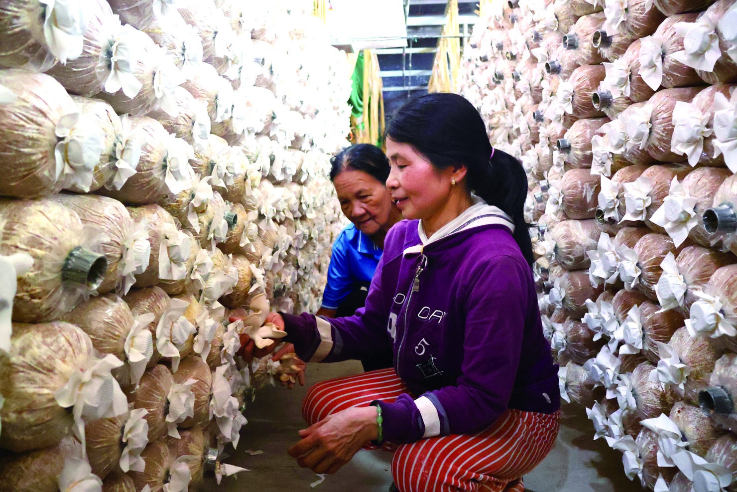 Người dân thôn Bình Đông, xã An Phú, Quảng Ngãi có thu nhập khá nhờ sản xuất nấm bào ngư. Ảnh: THẢO MINH