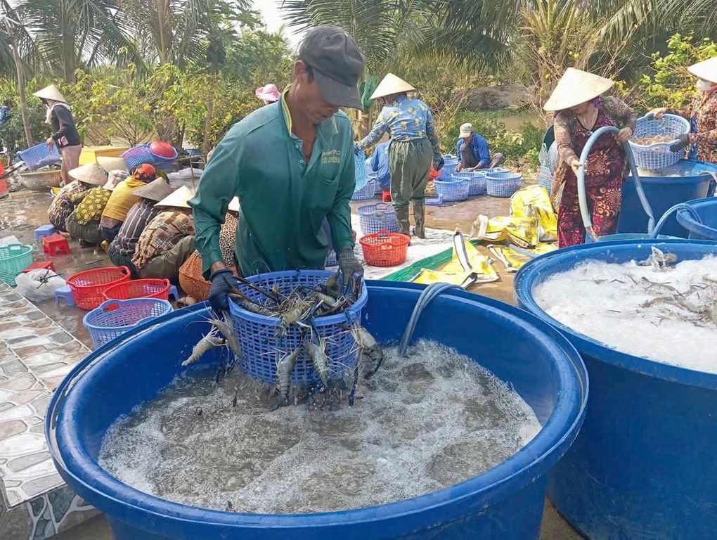 Mô hình nuôi tôm giúp người dân ở Cà Mau có nguồn thu nhập ổn định, vươn lên thoát nghèo