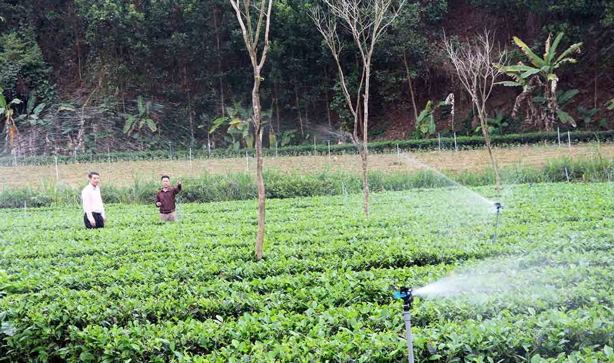 Nhờ nguồn vốn tín dụng chính sách, các hộ dân khó khăn có thêm động lực đầu tư sản xuất kinh doanh, góp phần giảm tỷ lệ hộ nghèo trên địa bàn Tỉnh. 