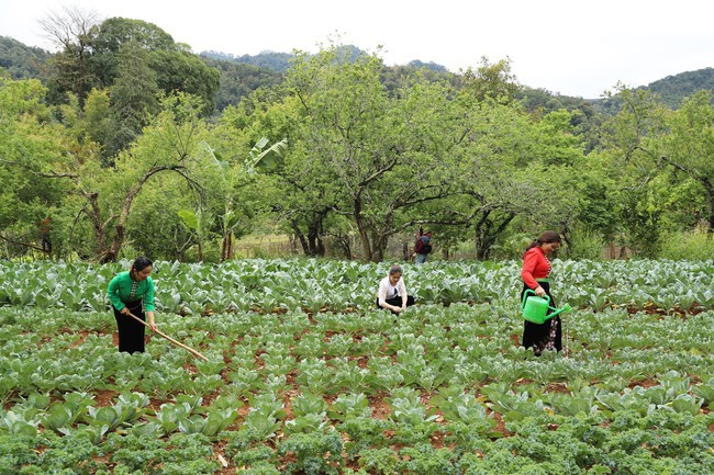 Vùng đồng bào dân tộc thiểu số và miền núi là khu vực có nhiều hạn chế về kết cấu hạ tầng, kinh tế - xã hội, văn hóa..., do đó, cần có chính sách đặc thù, hợp phần riêng cho vùng dân tộc thiểu số.