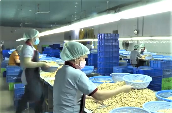 Ngành điều Việt Nam đã vươn lên vị trí số một thế giới về xuất khẩu điều nhân.