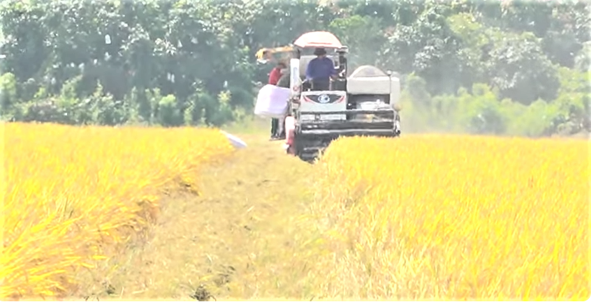 Liên kết chuỗi giá trị - “trục xoay” tái cơ cấu nông nghiệp Việt Nam