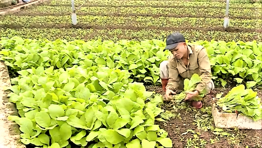 Hà Nội triển khai quy định mới tại các vùng sản xuất nông nghiệp tập trung.