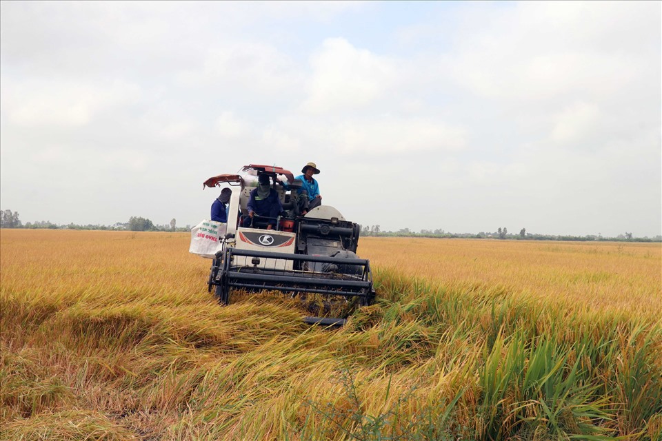 Gi&aacute; l&uacute;a tại nhiều địa phương v&ugrave;ng Đồng bằng s&ocirc;ng Cửu Long đang giảm v&agrave; sẽ tiếp tục giảm.