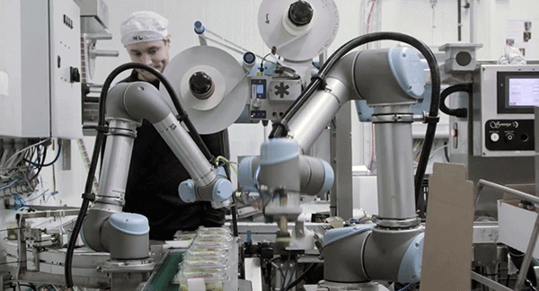 Robots làm việc một cách nghiêm túc và rất chính xác. Ảnh: CTV.