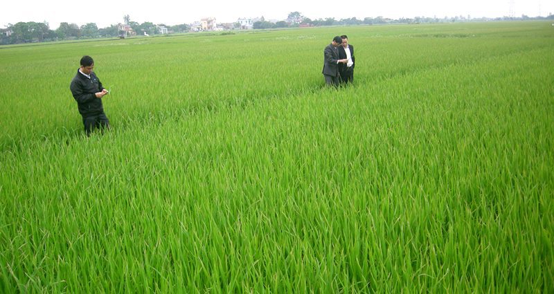 Kinh tế tập thể.