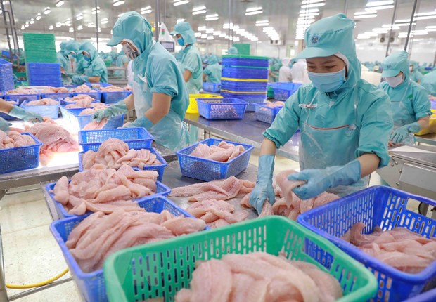 Chế biến cá tra xuất khẩu. Ảnh: Vũ Sinh
