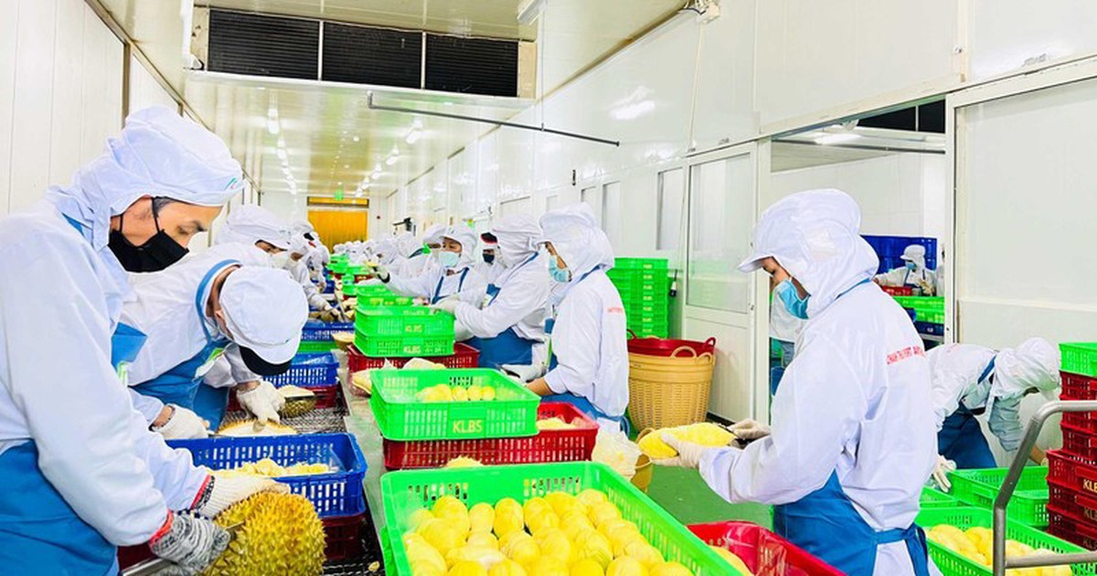 Sơ chế sầu riêng xuất khẩu tại Công ty cổ phần Tập đoàn Xuất nhập khẩu trái cây Chánh Thu. Ảnh: Minh Hà