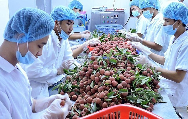 Quả vải thiều của tỉnh Bắc Giang được chiếu xạ tại Hà Nội để xuất khẩu sang Australia. Ảnh: Hàm Luông