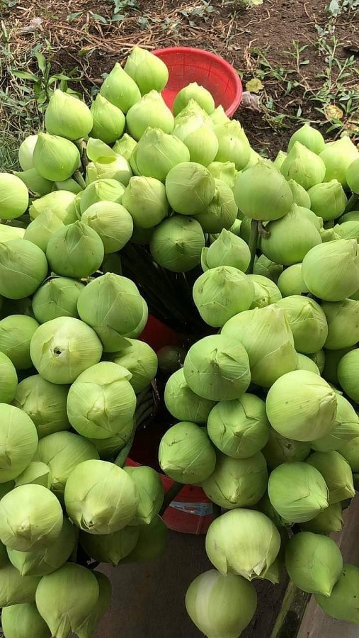 Hoa sen đ&atilde; được b&agrave;y b&aacute;n nhiều tại c&aacute;c cửa h&agrave;ng hoa để phục vụ nhu cầu của người ti&ecirc;u d&ugrave;ng từ sớm.