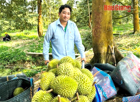 Sầu riêng là cây thế mạnh ở huyện Phong Điền, thành phố Cần Thơ. Ảnh: Hưng Tân