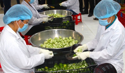 Công nhân Công ty Cổ phần Thương mại và Đầu tư Chanh Việt sơ chế chanh. Ảnh: Bùi Tùng