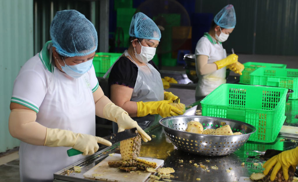 Công nhân Công ty Cổ phần Thực phẩm HG sơ chế nông sản trước khi đưa vào máy sấy. Ảnh: Bùi Tùng