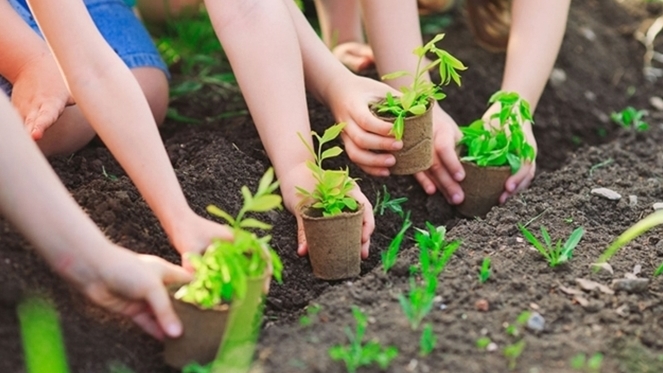 Sẽ phạt tiền từ 5 - 10 triệu đồng đối với hành vi sản xuất giống cây trồng không thuộc loài cây trồng chính nhằm mục đích buôn bán nhưng chưa tự công bố lưu hành.