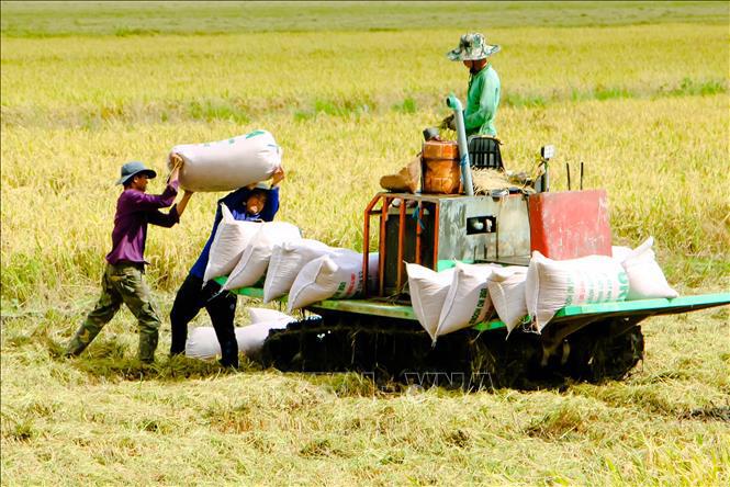 Thu hoạch lúa Hè Thu ở quận Ô Môn, TP. Cần Thơ. Ảnh: TTXVN