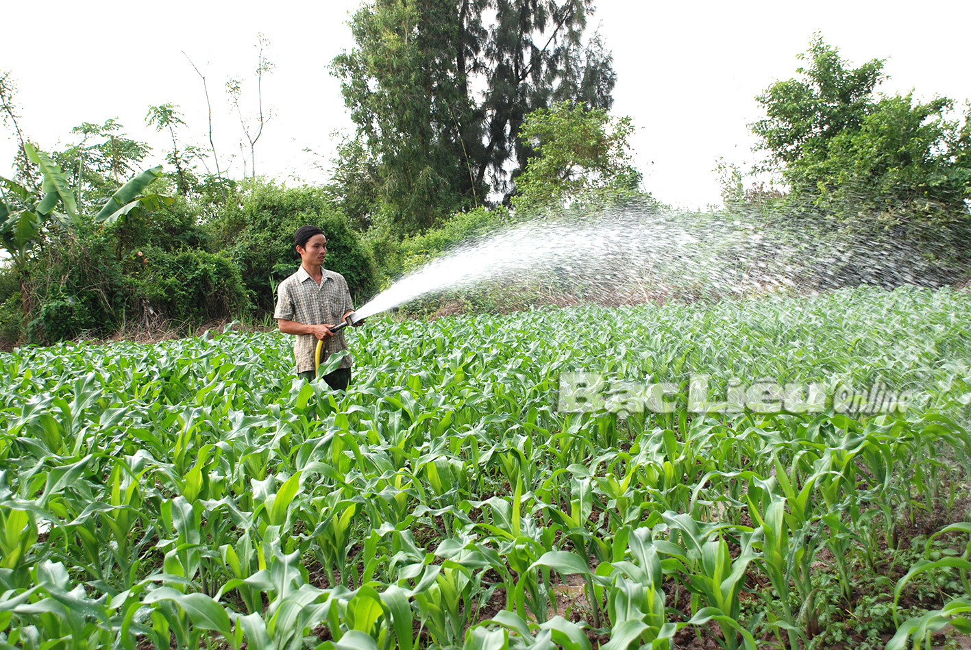 Mô hình trồng bắp sẽ góp phần tăng thêm giá trị nếu các phế phẩm thải ra được làm thức ăn chăn nuôi. Ảnh: K.T