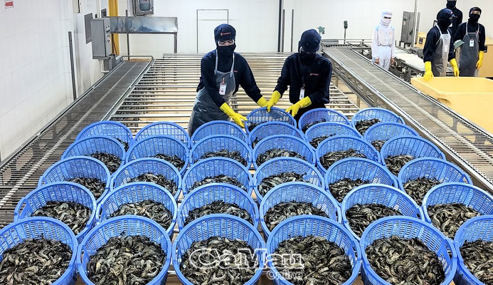 Cà Mau hỗ trợ doanh nghiệp để bứt phá xuất khẩu thuỷ sản - Ảnh 1