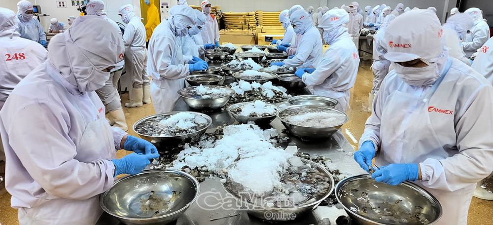 Cà Mau đang triển khai thực hiện nhiều giải pháp hỗ trợ các DN chế biến xuất khẩu thuỷ sản để đạt mục tiêu kim ngạch xuất khẩu. Ảnh: Phú Hữu