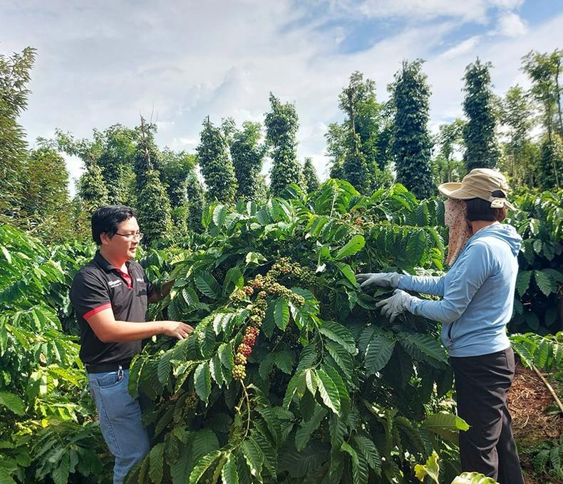 Nhiều doanh nghiệp xuất khẩu n&ocirc;ng sản, trong đ&oacute; c&oacute; doanh nghiệp c&agrave;-ph&ecirc; đẩy mạnh li&ecirc;n kết với c&aacute;c hộ n&ocirc;ng d&acirc;n nhằm x&acirc;y dựng chuỗi sản xuất v&agrave; xuất khẩu bền vững.