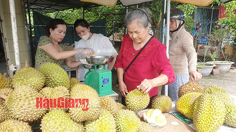 Theo dự báo, giá sầu riêng sẽ còn duy trì ở mức cao do rơi vào mùa nghịch, nguồn cung hạn chế. Ảnh: Thanh Tâm
