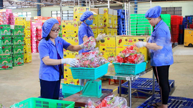 Trái cây Việt Nam là một trong những mặt hàng hưởng lợi thế trong UKVFTA