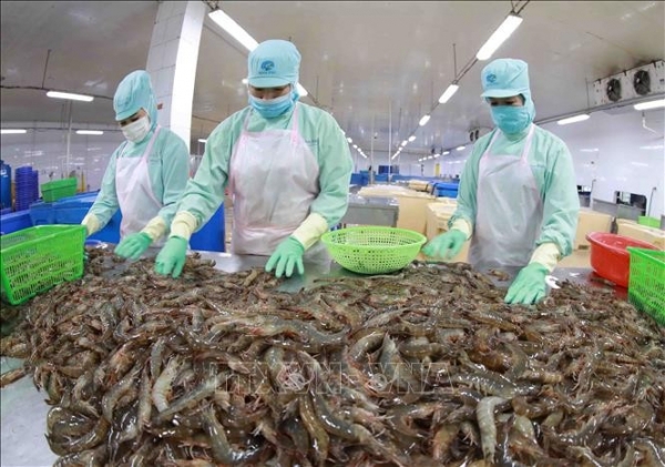 Thuỷ sản Việt Nam cần đáp ứng các tiêu chuẩn của thị trường, đẩy mạnh xuất khẩu sang Hà Lan. Ảnh: TTXVN
