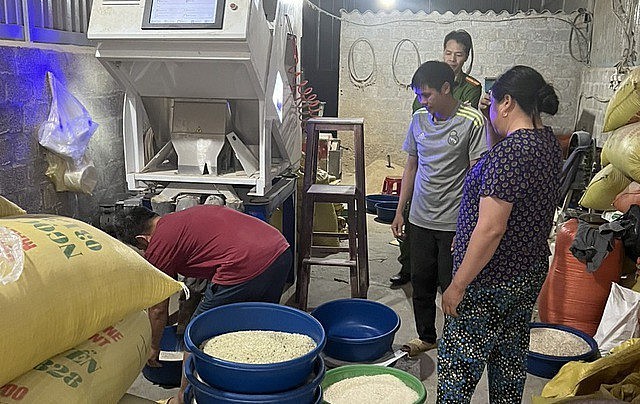 Nhuộm l&aacute; dứa để tạo ra gạo S&eacute;ng C&ugrave; xanh