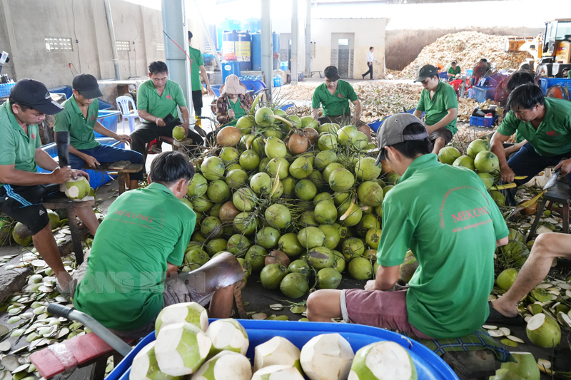 Sẽ có thêm 3 sản phẩm dừa được chứng nhận Chỉ dẫn địa lý Bến Tre. Ảnh minh họa