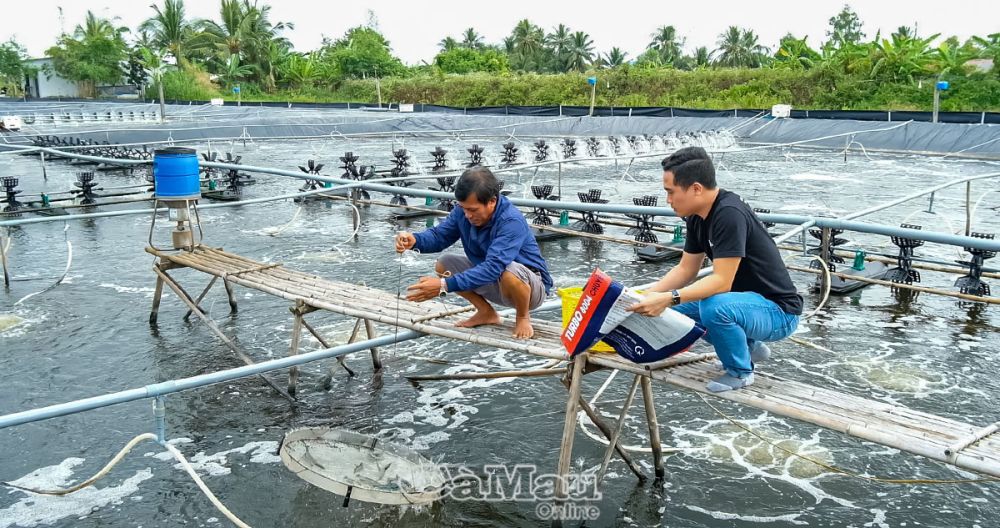 Nhiều hộ nuôi tôm thả giống vụ ngoài cung ứng nguồn nguyên liệu cho lễ hội tôm thì còn chuẩn bị cho Tết nguyên đán sắp tới. Ảnh: Ngô Nhi