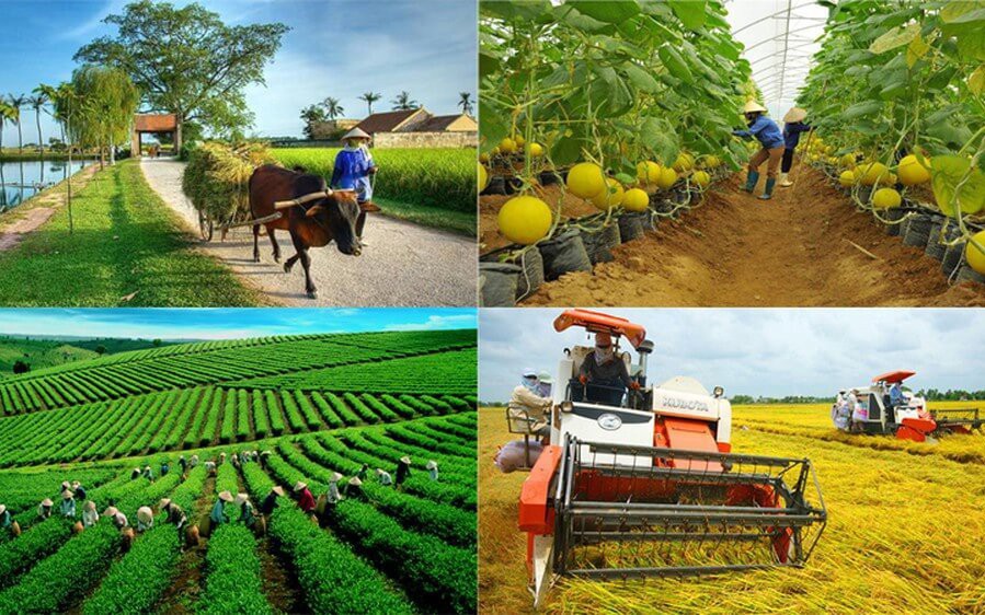 Kinh tế tập thể có sự thích ứng linh hoạt với biến động của cơ chế thị trường. Ảnh: ITN