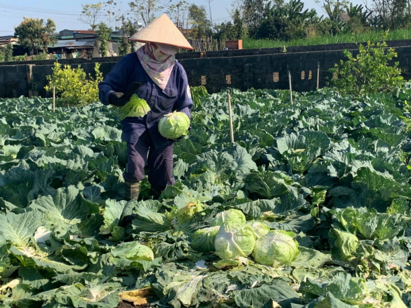 Quyết định số 01/QĐ-TTg ng&agrave;y của Thủ tướng Ch&iacute;nh phủ ph&ecirc; duyệt đề &aacute;n &ldquo;Hỗ trợ HTX do phụ nữ tham gia quản l&yacute;, tạo việc l&agrave;m cho lao động nữ đến năm 2030. Ảnh: ITN