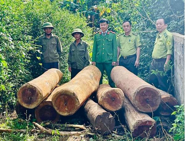 Số gỗ không rõ chủ sở hữu được phát hiện bên đường ở thị trấn Nông trường Việt Trung
