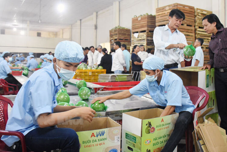 Truy xuất nguồn gốc đối với sản phẩm được chứng nhận chỉ dẫn địa lý bưởi da xanh. Ảnh: Đỗ Khởi