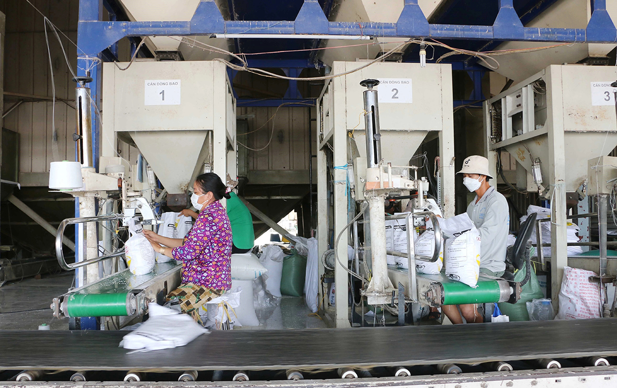 Đóng gói gạo xuất khẩu tại Công ty Cổ phần Tập đoàn Lộc Trời tỉnh An Giang. Ảnh: Thu Thảo