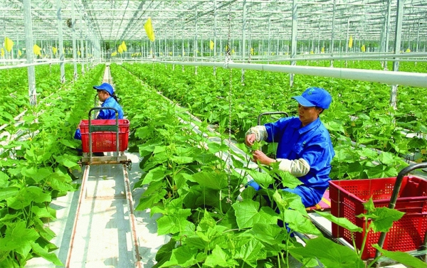 Nông nghiệp xanh tại Việt Nam đã có những bước phát triển vượt bậc.