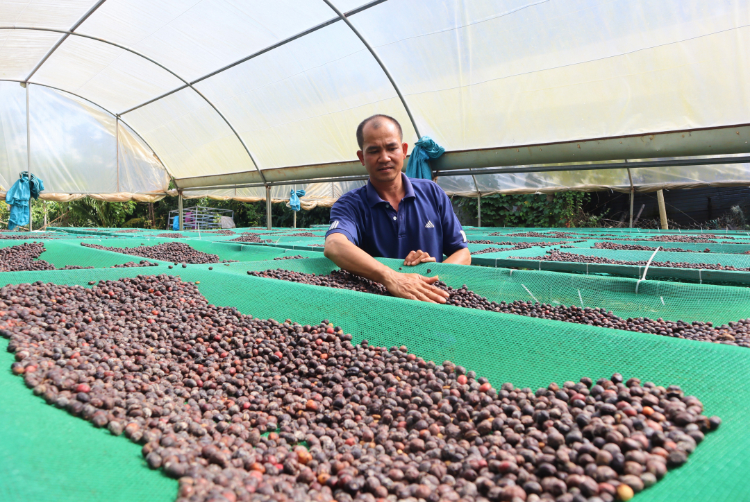 Cà phê chất lượng cao được phơi trong nhà kính của Hợp tác xã Thành Công. Ảnh: Khánh Huyền