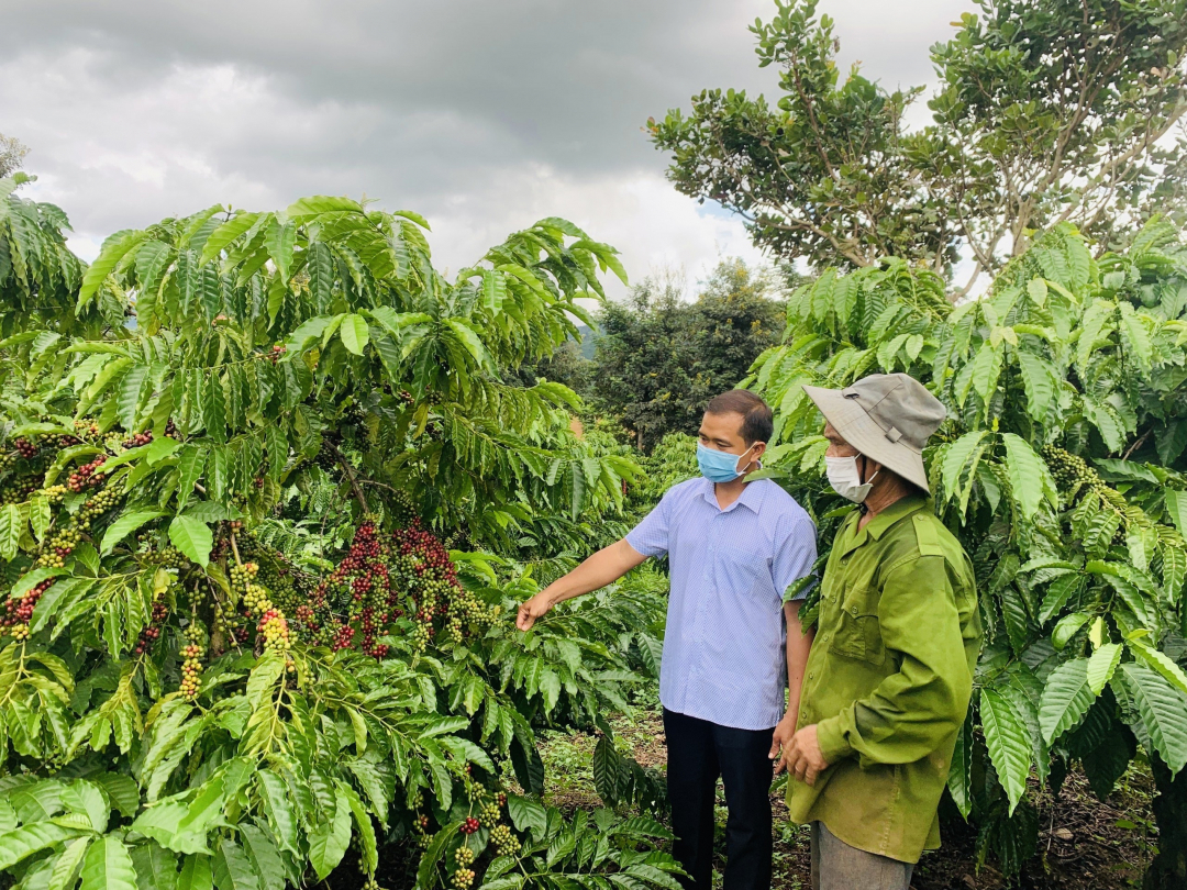 Cán bộ Hợp tác xã Thành Công hướng dẫn kỹ thuật canh tác cà phê an toàn cho thành viên. Ảnh: Khánh Huyền