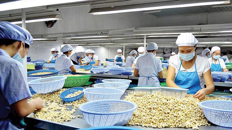 Các doanh nghiệp xuất khẩu hạt điều cần thận trọng khi giao dịch với Công ty ISASA SIGLO XXI, S.L. của Tây Ban Nha. Ảnh minh họa: Vneconomy