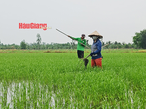 Sản xuất xanh được ngành nông nghiệp Hậu Giang đẩy mạnh thực hiện. Ảnh: Thanh Trúc
