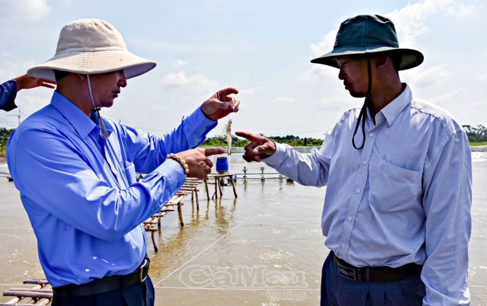 Ông Huỳnh Xuân Diện (bên trái) là người tiên phong ứng dụng quy trình nuôi tôm siêu thâm canh. Ảnh: Huỳnh Việt