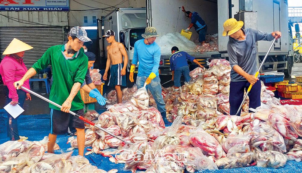 Nghề khai thác và nuôi trồng thuỷ hải sản tạo việc làm trực tiếp cho 350 ngàn lao động trong tỉnh. Ảnh: Huỳnh Lâm
