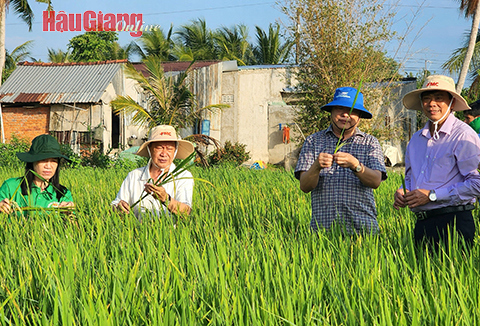 Năm 2024, huyện Phụng Hiệp từng bước nâng cấp mô hình sản xuất lúa an toàn lên hướng hữu cơ. Ảnh: D.Khánh