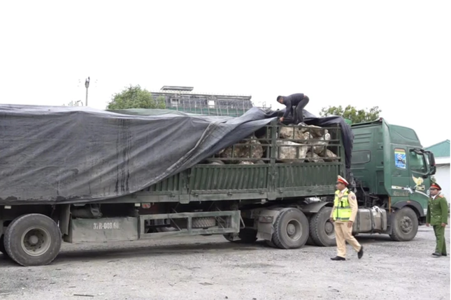 Chiếc xe đầu kéo chở đá thạch anh trái phép bị bắt giữ. Ảnh: Thu Hiền