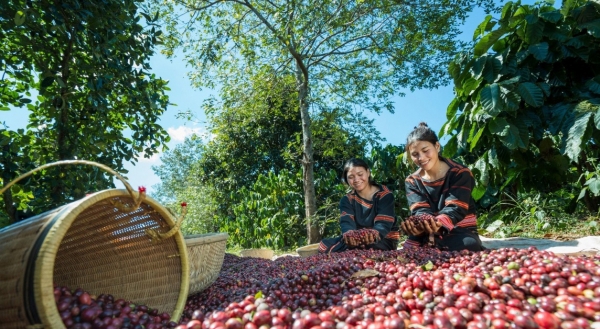 Giá cà phê tăng phi mã và đạt đỉnh ở mức hơn 95.000 đồng/kg