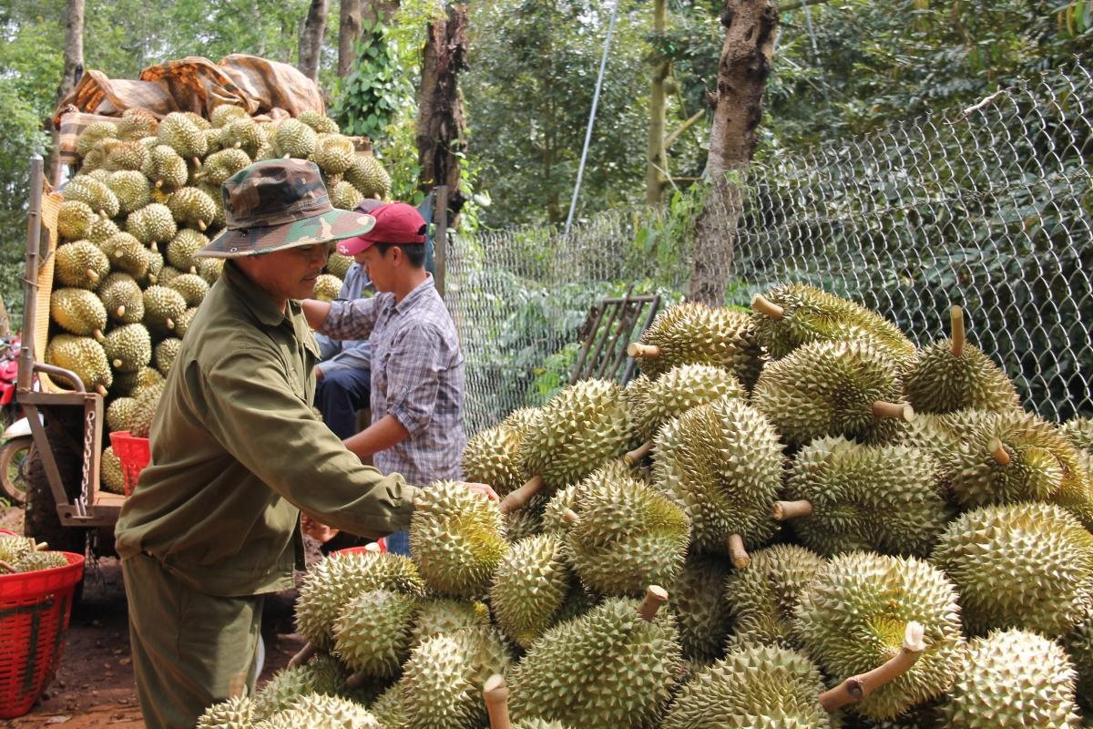 Lần đầu tiên, xuất khẩu rau quả của Việt Nam đạt và vượt 1 tỷ USD ngay trong những tháng đầu của năm 2024. Ảnh: Báo Đại đoàn kết. 