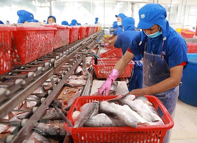 Xuất khẩu c&aacute; tra&nbsp;Việt Nam trong th&aacute;ng 4/2024 tăng 13%, đạt 168 triệu USD l&agrave; t&iacute;n hiệu t&iacute;ch cực đ&aacute;ng quan t&acirc;m&nbsp;&nbsp;