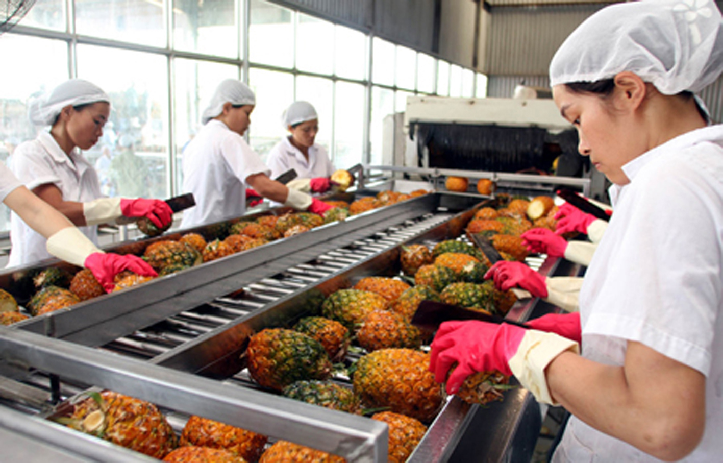 Nếu làm tốt hơn nữa khâu ứng dụng khoa học - công nghệ, đẩy mạnh chế biến sâu, nâng cao năng suất, chất lượng sản phẩm, dự báo xuất khẩu ngành rau Việt Nam có thể sớm vượt mốc 5,6 tỷ USD. 