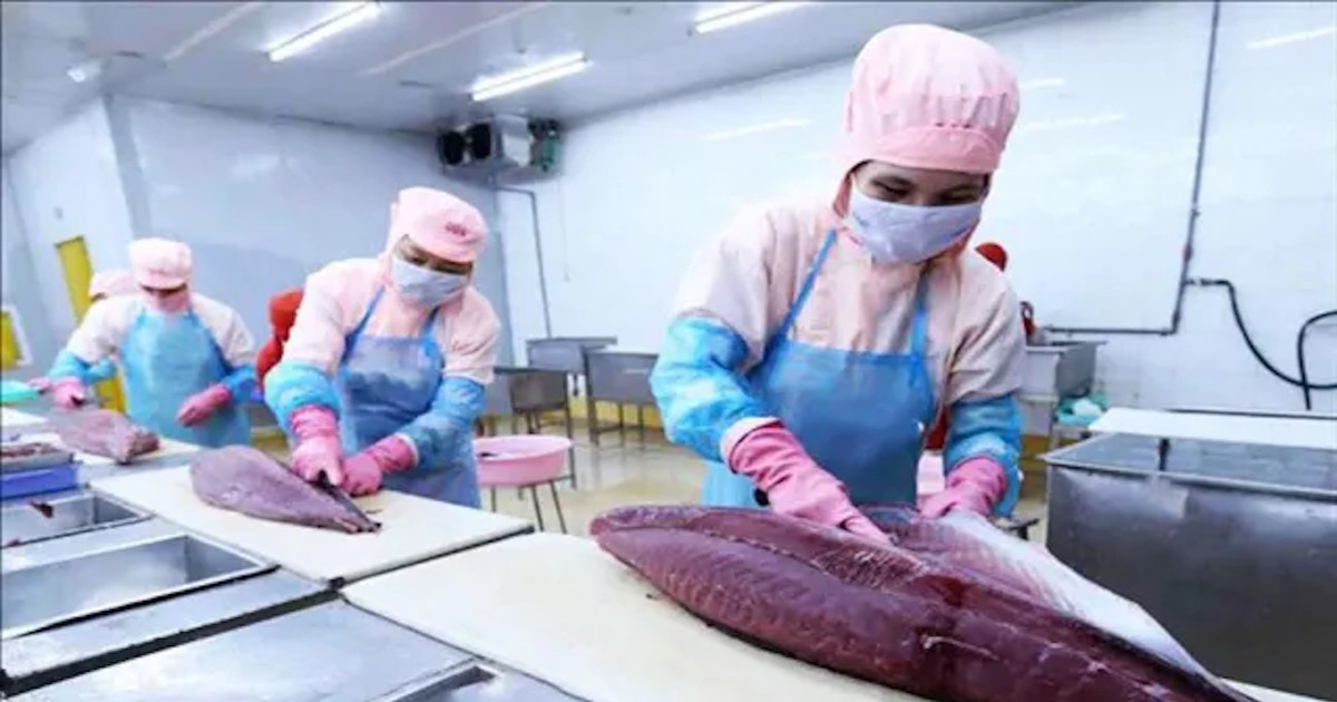 Quy định kích thước tối thiểu cho cá ngừ vằn là 0,5m khiến doanh nghiệp gần như không thể mua được cá ngừ theo đúng quy định kích thước.