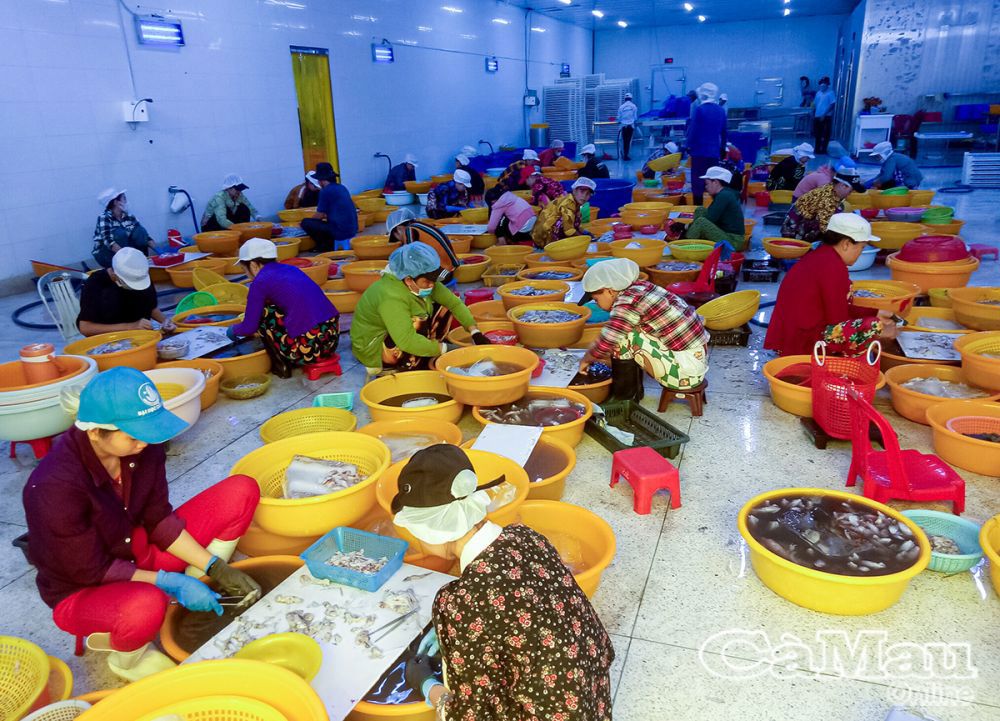Nhờ áp dụng các biện pháp chống khai thác thuỷ sản tận diệt, nên sản lượng thuỷ sản có chiều hướng tăng, giúp người dân tăng thu nhập. Ảnh: Trần Thể
